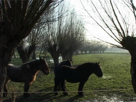 Am Niederrhein : Pferde zwischen den Kopfweiden